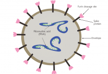 Covid-19 virus came out of a laboratory – the proof