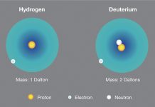 Hydrogen/deuterium ratio – a key regulator in living organisms