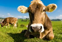 Raw milk: evidence of beneficial nutrition