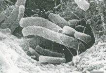 Root canals: Uncovering the myths, the facts and their impact on overall health