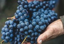 Alcohol in moderation – Better for you than you have been told, especially red wine