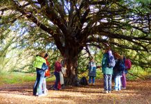Forest bathing – Simply a walk in the woods or a cure for technostress?